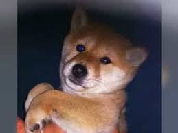 Is shiba inu token a good investment? Shiba Inu Kaufen Rassehunde Per Inserat Finden