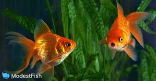 Best Self Cleaning Fish Tanks The Dirty Noclean Truth 2021