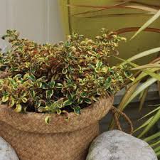 Image result for Coptosperma zygoon
