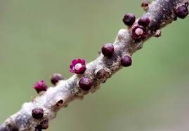 Image result for Pilostyles aethiopica