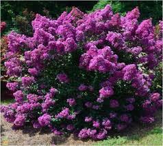 Sep 13, 2005 · characteristics of selected crape myrtle varieties. Purple Magic Dwarf Crape Myrtle New Life Nursery