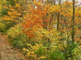 Maybe you would like to learn more about one of these? Pretty Fall Foliage Picture Of Oil Creek Titusville Railroad Tripadvisor