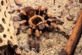 Image result for Tridactyle gentilii