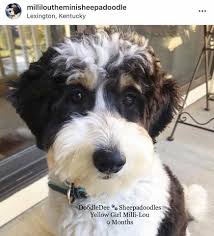 Find your new companion at nextdaypets.com. Tri Color Sheepadoodle Sheepadoodle Sheepadoodle Puppy Baby Dogs