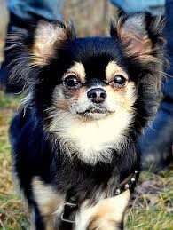 She looks more like a deer chihuahua. Pin On Chihuahua S