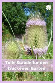 Karden Sind Anspruchslose Stauen In 2020 Naturnaher Garten Stauden Bepflanzung