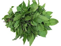 I live in tennessee and i can't seem to find and thai basil or holy basil in my local grocery stores. Thai Basil Leaves 1 Bunch 100g Martkplace