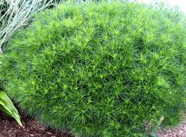 Image result for Vernonia smithiana