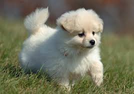 Maybe you would like to learn more about one of these? Tea Cup Cute Baby Pomeranians Novocom Top