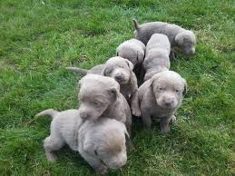 Silver star kennel breeds and raises 3 color variations of labs; Akc Registered Silver Lab Puppies For Sale In Springfield Oregon Classified Americanlisted Com