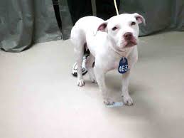Maybe you would like to learn more about one of these? White With Red Nose Female Pit Bull Destroyed Solid Whit Flickr