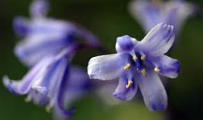 Maybe you would like to learn more about one of these? Jenis Flora Dan Fauna Di Inggris Berbagai Jenis Itu