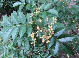Image result for Zanthoxylum lindense