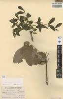 Image result for Zanha africana