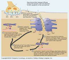 Pin By Nicole Kunz On Anatomy And Physiology Neuromuscular Junction Medical School Studying Neuromuscular