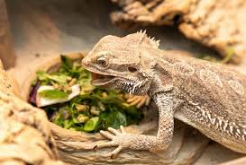 Bearded Dragon Shedding Everything You Need To Know Everything Reptiles