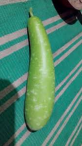 Image result for Lagenaria rufa