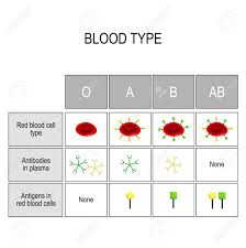 Blood Groups Chart There Are Four Basic Blood Types Made Up