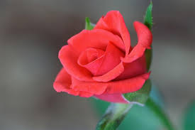 The small flowers look like elegant hybrid tea blooms but appear in clusters instead of one flower per stem. 5 Outrageously Helpful Tips On Taking Care Of Floribunda Roses Gardenerdy