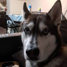 Dog review photo