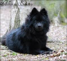 Find puppies in your area and helpful tips and info. 64 Eurasier Puppies Ideas Eurasier Puppies Dogs
