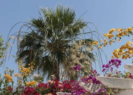 Image result for Wiesneria filifolia