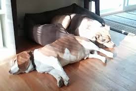 搜狗Sogo搜貓Somao