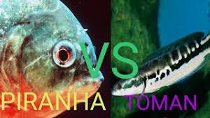 Apakah benar ikan toman makan orang? Piranha Vs Toman Reaksi Ikan Toman Saat Dikasih Makan Ikan Piranha Youtube