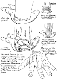 Dimitrios mytilinaios md, phd last reviewed: Drawing Hands Techniques For How To Draw Hands With References And Examples How To Draw Step By Step Drawing Tutorials