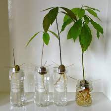 How To Grow Avocado Plant From Seed With Video Avocado Plant From Seed Avocado Plant Grow Avocado