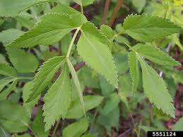 In late spring or early summer, the plants produce small, white flowers. Goutweed Or Bishop S Weed Vermont Invasives