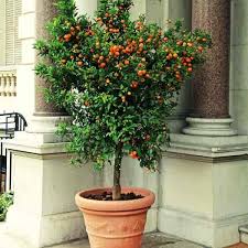 What trees do well in full sun. Patio Trees Best Potted Trees For Flower Fragrance And Patio