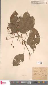 Image result for Craibia zimmermannii