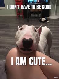 10 best walter dog memes story behind the hilarious nelson dog memes dogs animal memes
