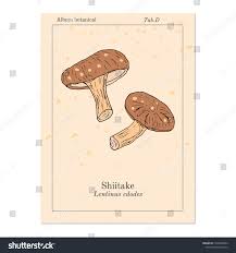 Image result for Lentinus edodes