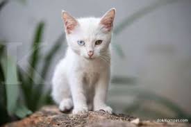 Barulah pada tahun 1957, cat fanciers association mengakui peranakan kucing ini dan persia adalah berbeda. Ingin Pelihara Anak Kucing Simak Dulu Tips Merawat Anak Kucing Berikut Ini