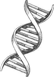 Dna Drawings Illustrations, Royalty-Free Vector Graphics & Clip Art - Istock