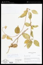 Image result for Marsdenia abyssinica