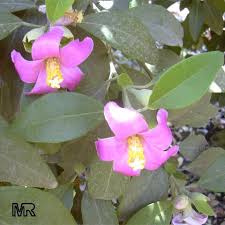 Image result for Lagunaria patersonia