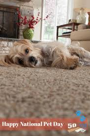 Pet Friendly Floors Are A Real Possibility Thanks To Modern Technology Check Out 50 Floor For Hardwood Tile Pet Friendly Flooring National Pet Day Flooring