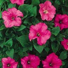 Petunia Supertunia Giant Pink Buy Petunia Annuals Online Petunias Annual Plants Petunia Plant