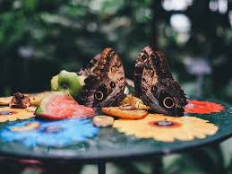 (2) do butterfly hibernation boxes provide the butterfly a place in which to hibernate? Do Butterfly Houses Work Attract Butterflies To A Butterfly House