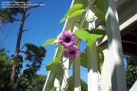 Image result for Argyreia