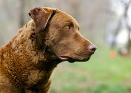 2019 chesapeake club national specialty. Meet The Hunters Competitors And Companions Of The Sporting Dog Group