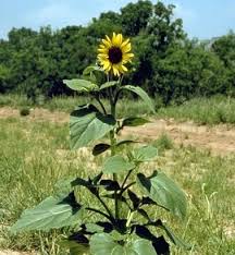 Follow these expert tips to make these beauties thrive in your garden or in a pot. How To Plant And Maintain Sunflowers In Containers Celebrate Urban Birds