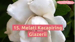 Sebab selain dari warnahnya yang putih cantik, ternyata memiliki aroma wangi, sehingga menjadi daya tarik tersendiri bagi para penggemar tanaman hias. 25 Jenis Bunga Melati Paling Indah Wanita22