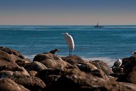Check spelling or type a new query. Nicholas Canyon Beach Beaches Harbors
