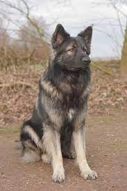 Shiloh Shepherd From Dutch Pride Shilohs Http Www Dutchprideshilohs Com Dp Shilohs Index Php Nl Dogs Shiloh Shepherd Shiloh Shepherd Dog
