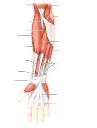 The list of muscles and their functions are presented below. Blank Diagrams Harvey S A P