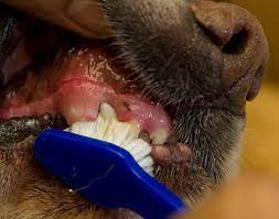 That's because plaque starts to accumulate within two or three days, so catching it early may delay or eliminate the need for another cleaning down the line. Brushing Your Dog S Teeth Vca Animal Hospital